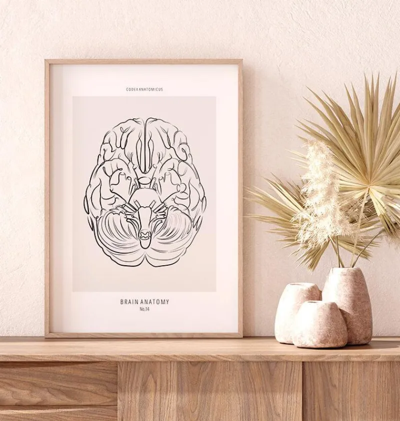 Codex Anatomicus Brain Anatomy^Brain anatomy - Line Art
