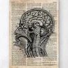 Codex Anatomicus Brain Anatomy^Brain anatomy art I - Old dictionary page