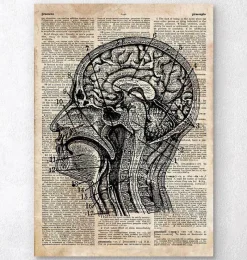 Codex Anatomicus Brain Anatomy^Brain anatomy art I - Old dictionary page