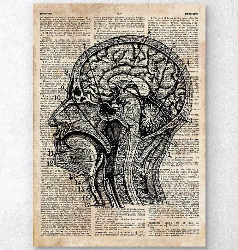 Codex Anatomicus Brain Anatomy^Brain anatomy art I - Old dictionary page