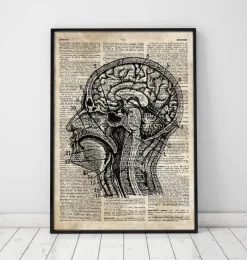 Codex Anatomicus Brain Anatomy^Brain anatomy art I - Old dictionary page