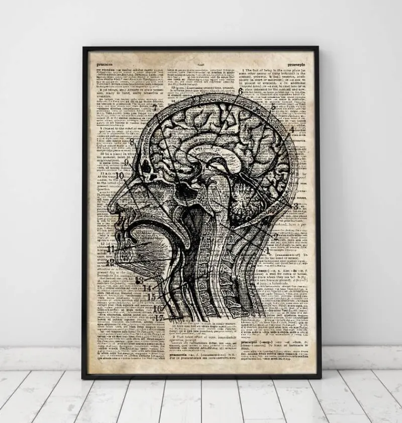 Codex Anatomicus Brain Anatomy^Brain anatomy art I - Old dictionary page