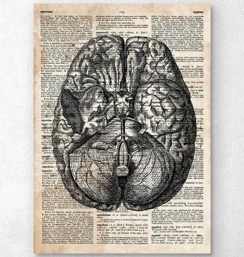 Codex Anatomicus Brain Anatomy^Brain anatomy art II - Old dictionary page