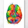 Codex Anatomicus Brain Anatomy^Brain anatomy art III - Watercolor splash