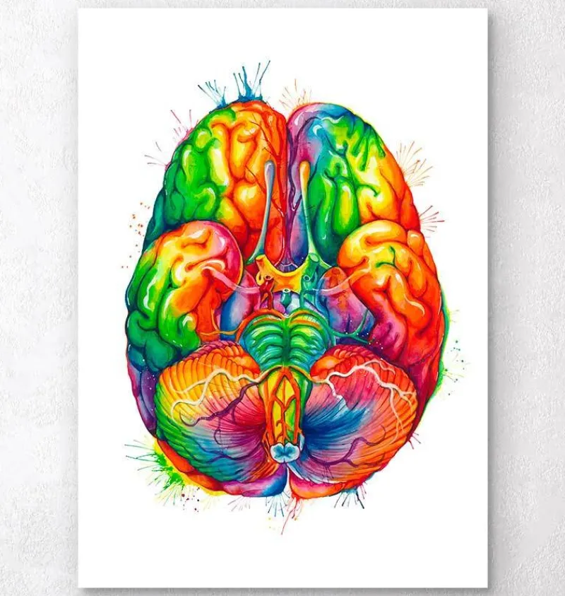 Codex Anatomicus Brain Anatomy^Brain anatomy art III - Watercolor splash