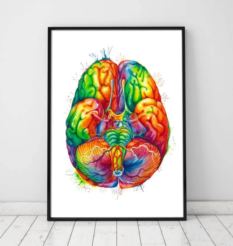Codex Anatomicus Brain Anatomy^Brain anatomy art III - Watercolor splash