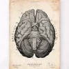 Codex Anatomicus Brain Anatomy^Brain anatomy art print VII