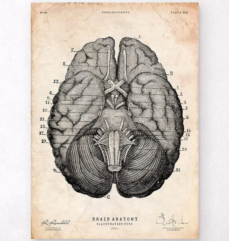 Codex Anatomicus Brain Anatomy^Brain anatomy art print VII
