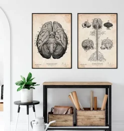 Codex Anatomicus Brain Anatomy^Brain anatomy art print VII