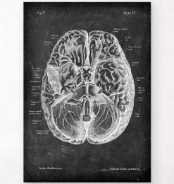 Codex Anatomicus Brain Anatomy^Brain anatomy I - Chalkboard