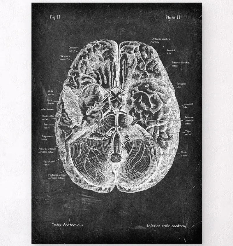 Codex Anatomicus Brain Anatomy^Brain anatomy I - Chalkboard