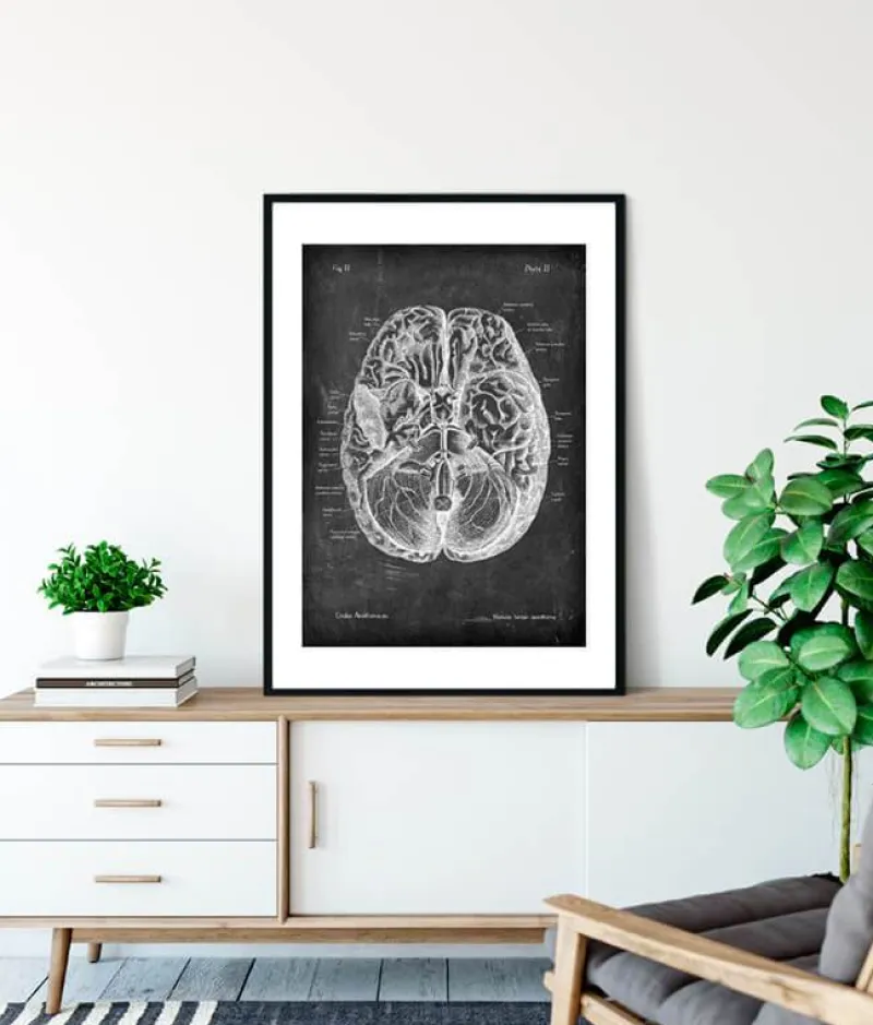 Codex Anatomicus Brain Anatomy^Brain anatomy I - Chalkboard