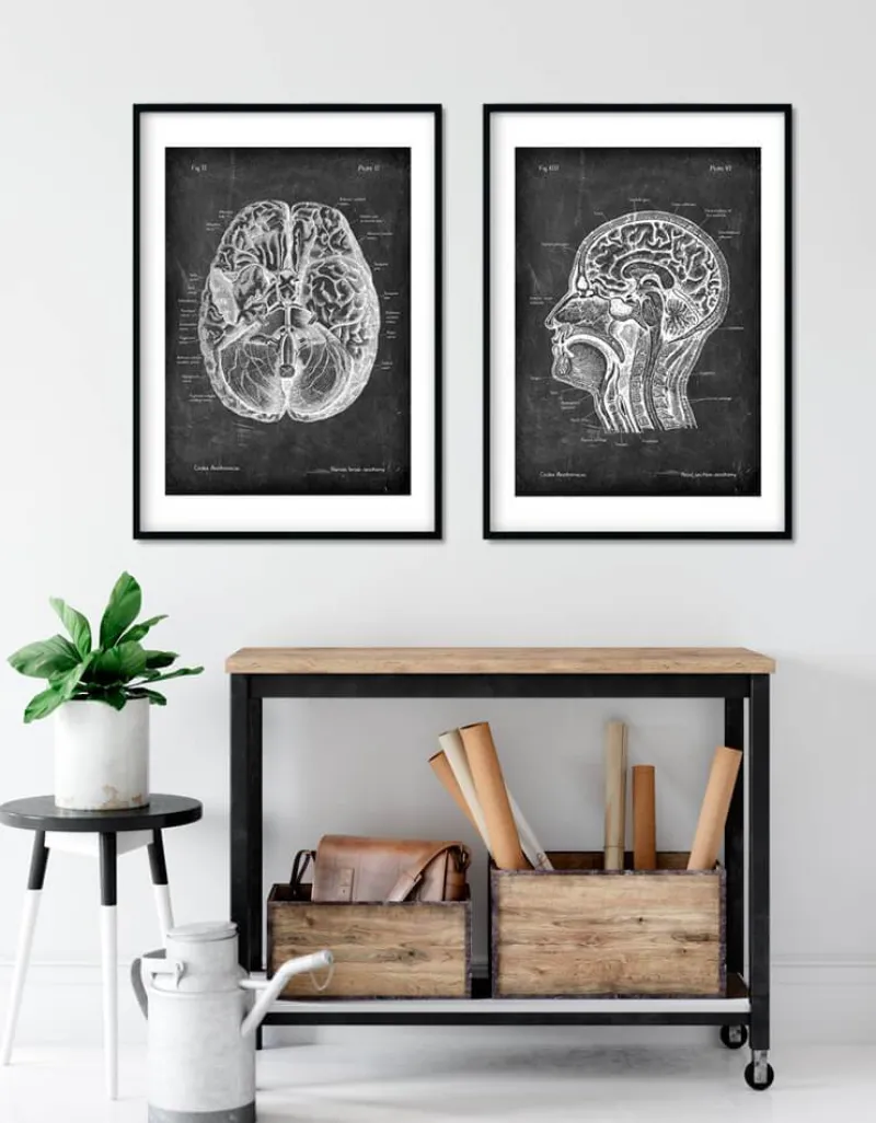 Codex Anatomicus Brain Anatomy^Brain anatomy I - Chalkboard