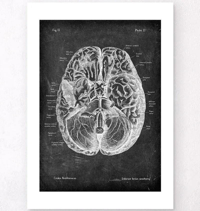 Codex Anatomicus Brain Anatomy^Brain anatomy I - Chalkboard