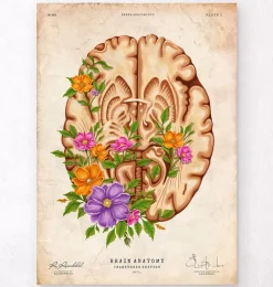Codex Anatomicus Brain Anatomy^Brain anatomy III - Floral - Vintage