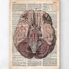 Codex Anatomicus Brain Anatomy^Brain anatomy print - Old dictionary page