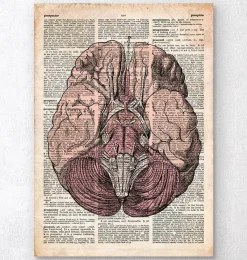 Codex Anatomicus Brain Anatomy^Brain anatomy print - Old dictionary page