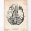 Codex Anatomicus Brain Anatomy^Brain anatomy print III