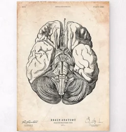 Codex Anatomicus Brain Anatomy^Brain anatomy print III