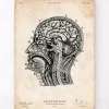 Codex Anatomicus Brain Anatomy^Brain anatomy print IV