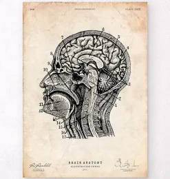 Codex Anatomicus Brain Anatomy^Brain anatomy print IV