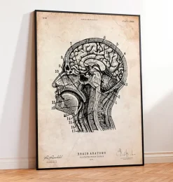 Codex Anatomicus Brain Anatomy^Brain anatomy print IV