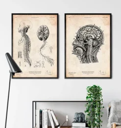 Codex Anatomicus Brain Anatomy^Brain anatomy print IV