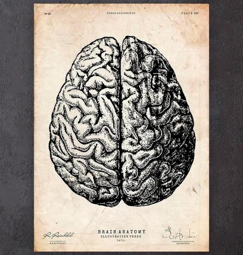 Codex Anatomicus Brain Anatomy^Brain anatomy print V