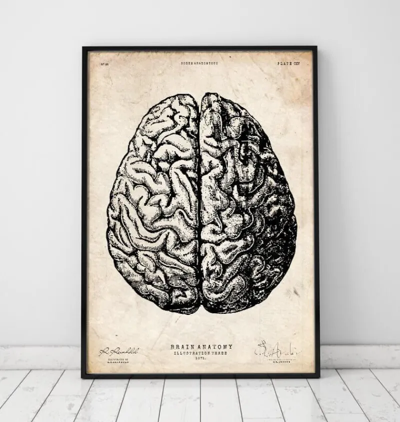 Codex Anatomicus Brain Anatomy^Brain anatomy print V