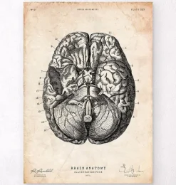 Codex Anatomicus Brain Anatomy^Brain anatomy print VI
