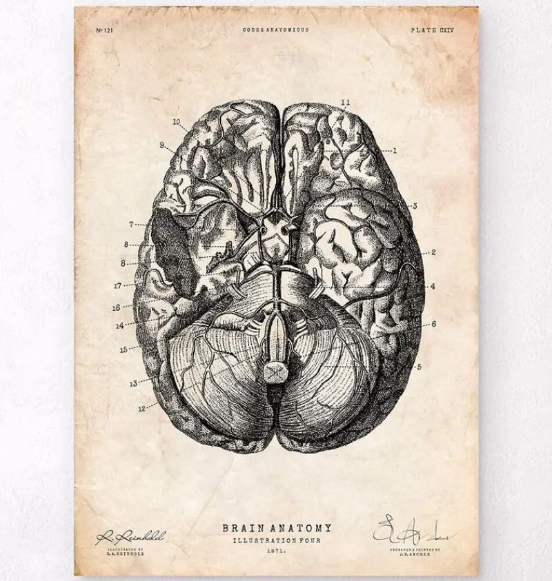 Codex Anatomicus Brain Anatomy^Brain anatomy print VI