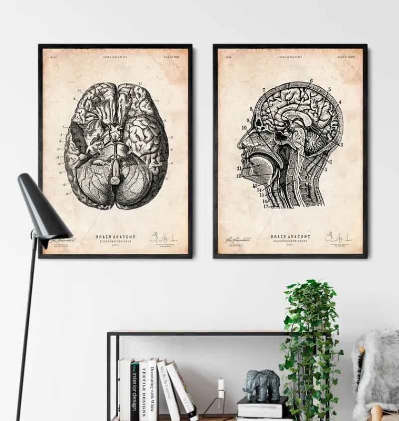 Codex Anatomicus Brain Anatomy^Brain anatomy print VI