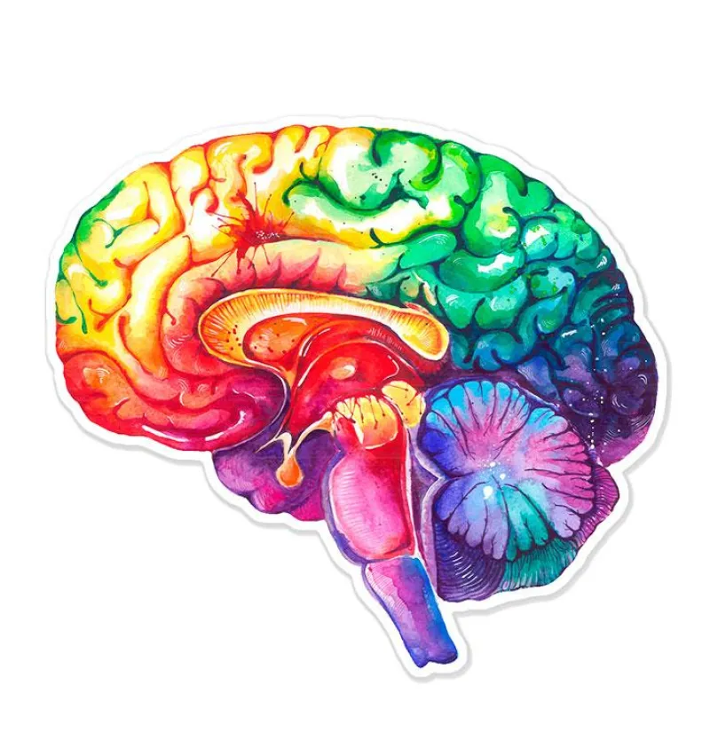 Codex Anatomicus Stickers^Brain anatomy sticker - Watercolor Splash