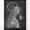 Codex Anatomicus Brain Anatomy^Brain and spinal cord - Chalkboard