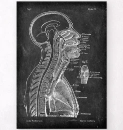Codex Anatomicus Brain Anatomy^Brain and spinal cord - Chalkboard