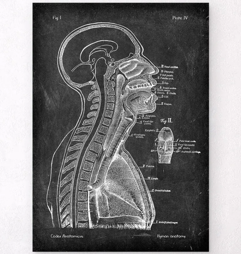 Codex Anatomicus Brain Anatomy^Brain and spinal cord - Chalkboard