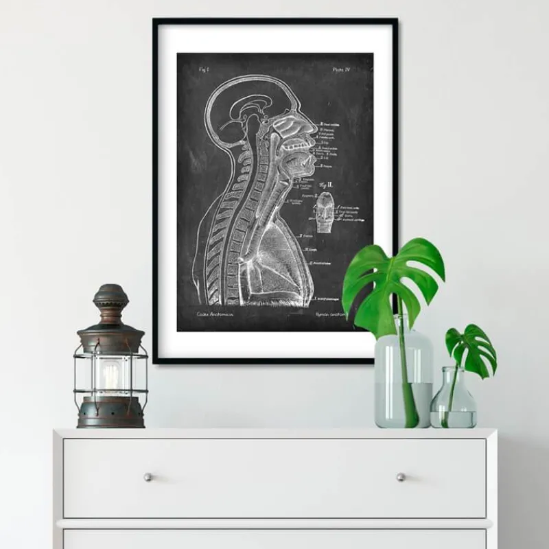 Codex Anatomicus Brain Anatomy^Brain and spinal cord - Chalkboard