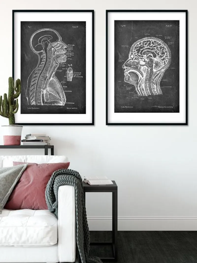 Codex Anatomicus Brain Anatomy^Brain and spinal cord - Chalkboard