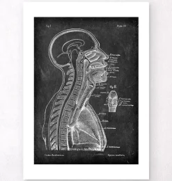 Codex Anatomicus Brain Anatomy^Brain and spinal cord - Chalkboard