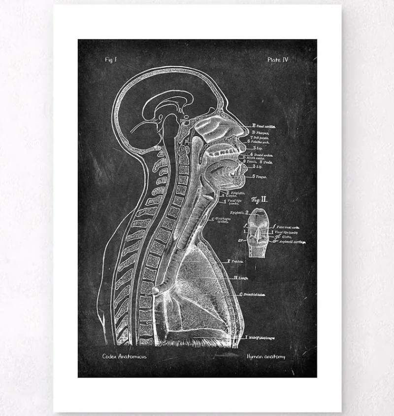 Codex Anatomicus Brain Anatomy^Brain and spinal cord - Chalkboard