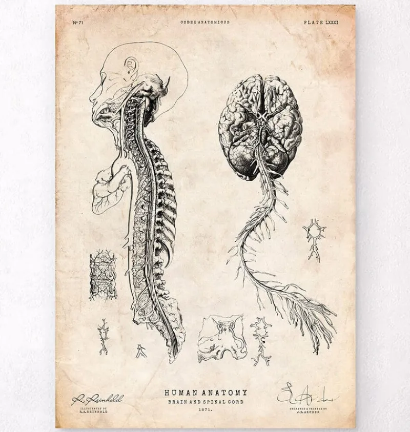 Codex Anatomicus Brain Anatomy^Brain and spinal cord anatomy print III