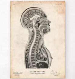 Codex Anatomicus Brain Anatomy^Brain and spinal cord anatomy print