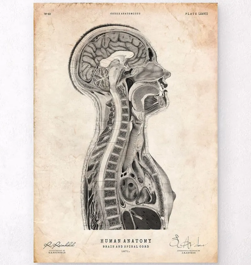 Codex Anatomicus Brain Anatomy^Brain and spinal cord anatomy print
