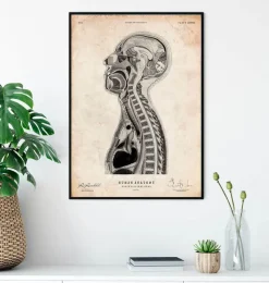 Codex Anatomicus Brain Anatomy^Brain and spinal cord anatomy print II