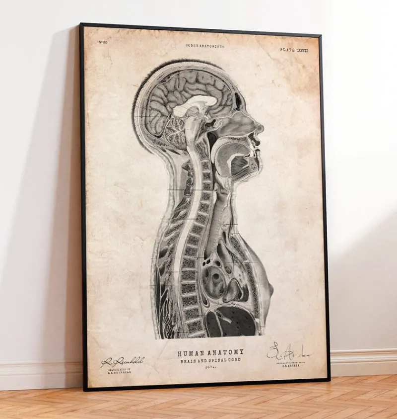 Codex Anatomicus Brain Anatomy^Brain and spinal cord anatomy print
