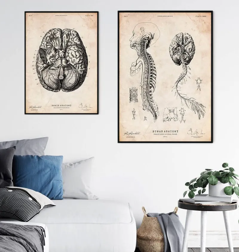 Codex Anatomicus Brain Anatomy^Brain and spinal cord anatomy print III