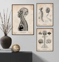Codex Anatomicus Brain Anatomy^Brain and spinal cord anatomy print II