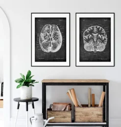 Codex Anatomicus Brain Anatomy^Brain cross section - Chalkboard