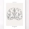Codex Anatomicus Brain Anatomy^Brain section - Line Art
