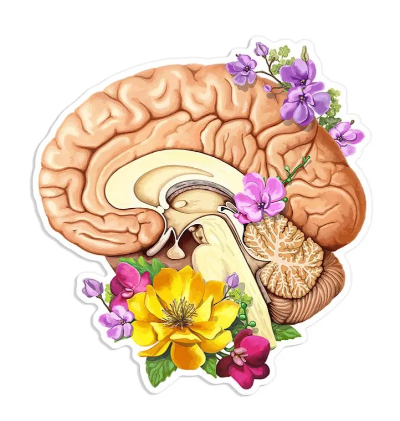 Codex Anatomicus Stickers^Brain side anatomy sticker - Floral